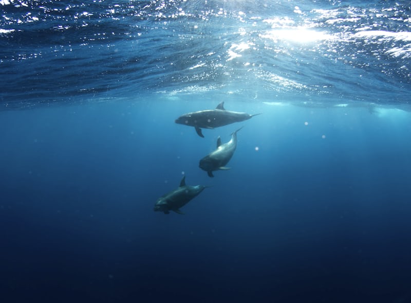 Les dauphins de la Manche