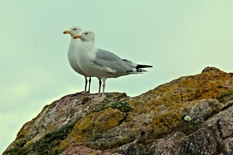 Les oiseaux du port de Loctudy