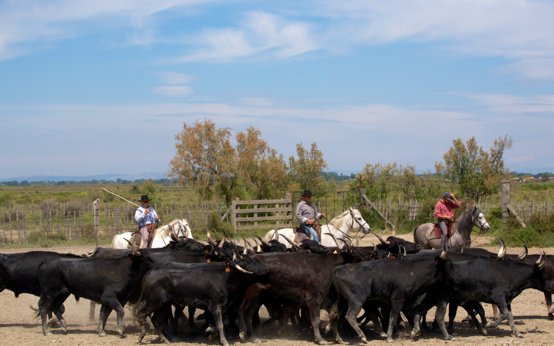 Un jour en Camargue