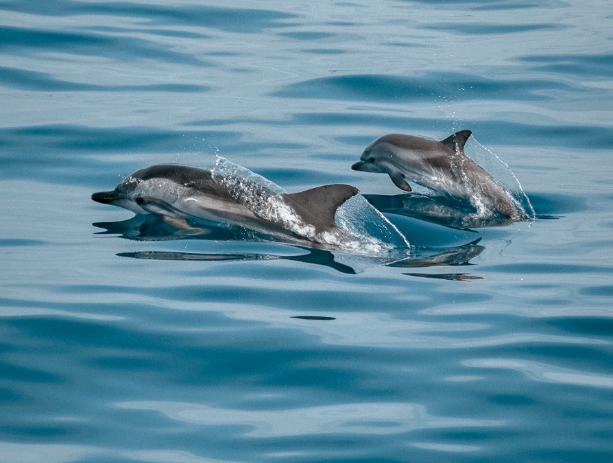 À la poursuite des dauphins